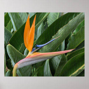 Poster van de Paradijsbloem