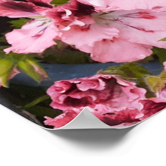 Poster van de pelargonium van de tuintuin (Hoek)