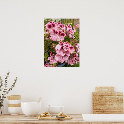 Poster van de pelargonium van de tuintuin (Keuken)