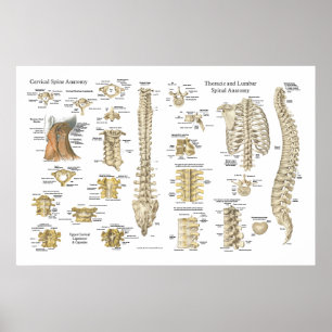 Poster van de ruggengraat en de wervels 24 x 36 in