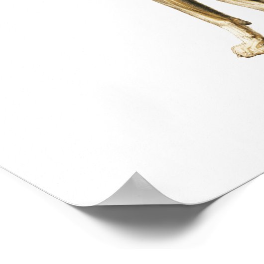 Poster van de skeletspier en skeletanatomie (Hoek)