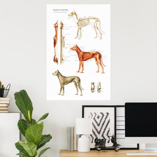 Poster van de skeletspier en skeletanatomie (Thuiskantoor)