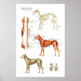 Poster van de skeletspier en skeletanatomie