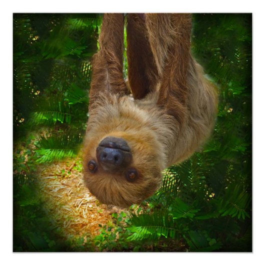 Poster van de Sloth Rainforest Perfect Poster (Voorkant)