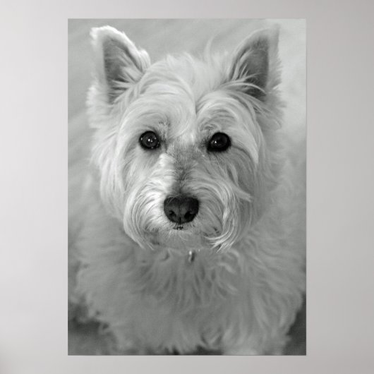 Poster van de sluipende West Highland Terrier Dog (Voorkant)