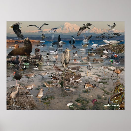 Poster van de Stille Oceaan (Voorkant)