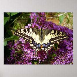 Poster van de swallowtail Butterfly
