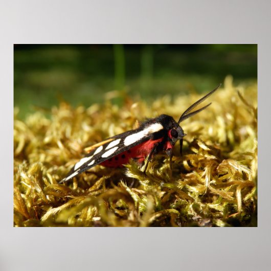 Poster van de tijger van Cream-spot (Voorkant)