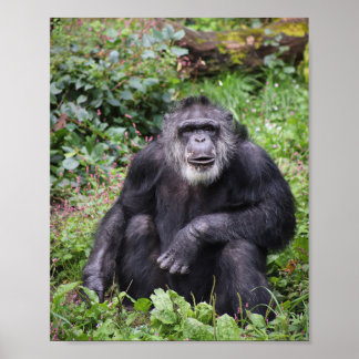 Poster van de wijze chimpansee
