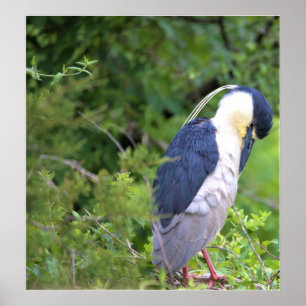 Poster van de zwarte Night Heron