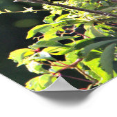 Poster van de zwarte Night Heron (Hoek)