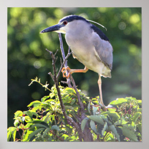 Poster van de zwarte Night Heron