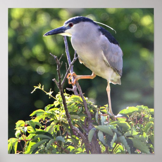Poster van de zwarte Night Heron (Voorkant)