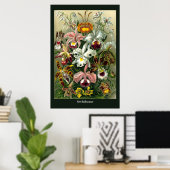 Poster van Ernst Haeckel Orchidaceae (Thuiskantoor)