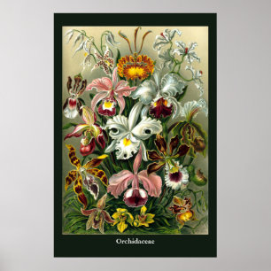 Poster van Ernst Haeckel Orchidaceae