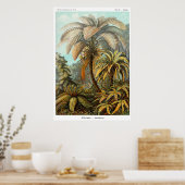 Poster van filicinae (boomfern) (Keuken)