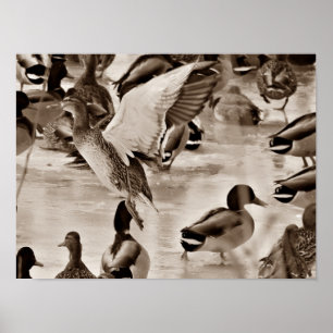 Poster van Flying Duck Mallard in Sepia