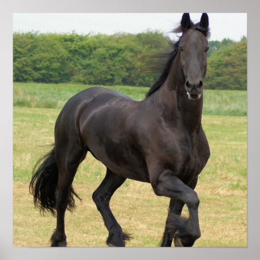 Poster van Friesian Horse (Voorkant)