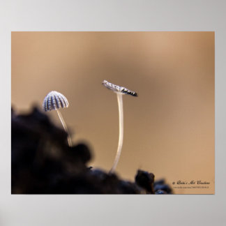 Poster van Fungi (Coprinus Plicatilis)