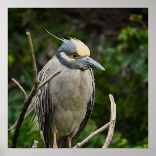 Poster van Geelkruinreiger