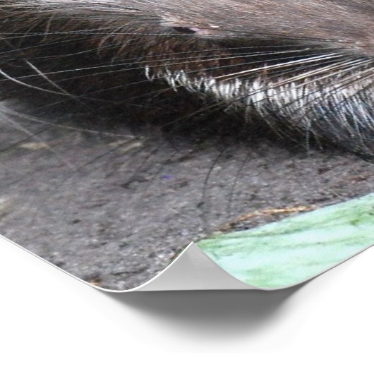 Poster van gekoelde varkens (Hoek)