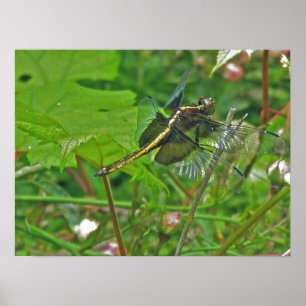 Poster van gele dragonfly
