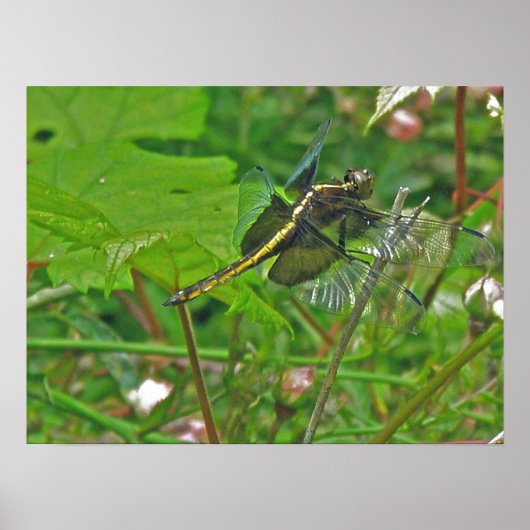 Poster van gele dragonfly (Voorkant)