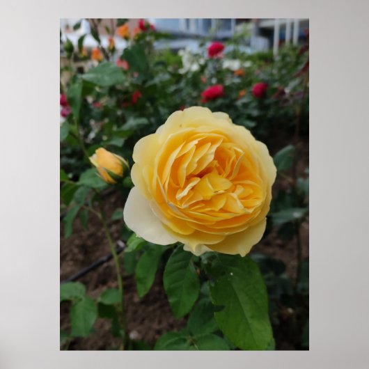 Poster van gele rozenbloem (Voorkant)