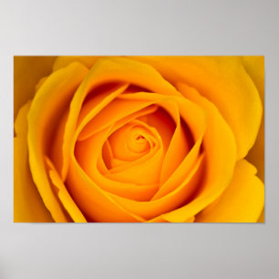 Poster van gele rozenbloem