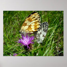 Poster van gemarmerde witte vlinders