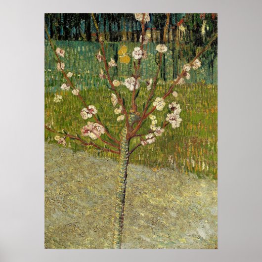 Poster Van Gogh - Amandier En Fleurs (Devant)