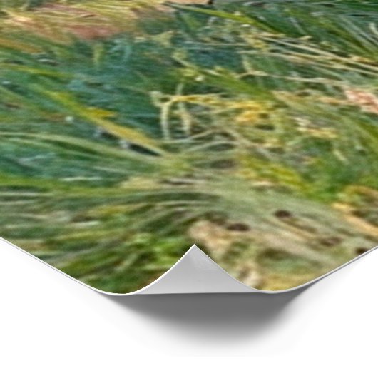 Poster Van Gogh Blossoming Apricot Trees (Coin)