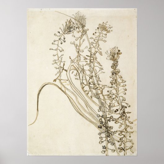 Poster Van Gogh - Tassel Hyacinth (Devant)