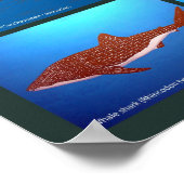 Poster van haaiensoorten (Hoek)