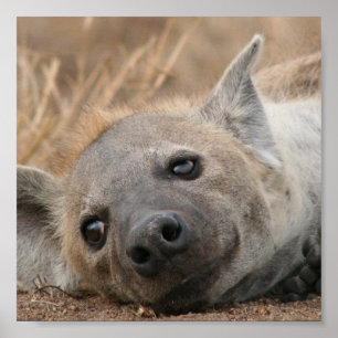 Poster van het Afbeelding Hyena