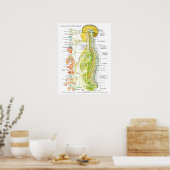 Poster van het Franse autonome zenuwstelsel (Keuken)