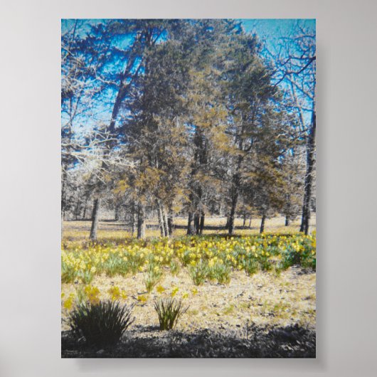 Poster van het narcissenbos (Voorkant)