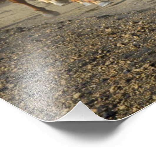 poster van het paardenspoor (Hoek)