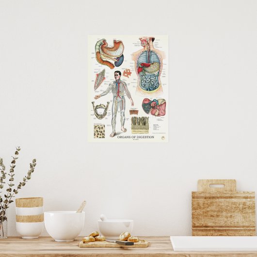 Poster van het spijsverteringsstelsel Anatomie (Keuken)