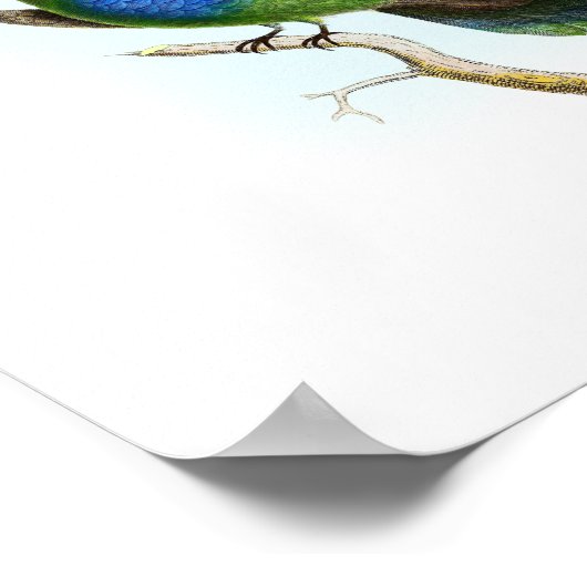 Poster VAN HOOGSTE KWALITEIT van Trochilus Humming (Hoek)