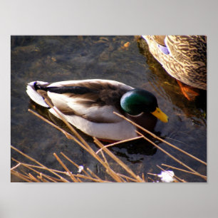 Poster van hout Duck