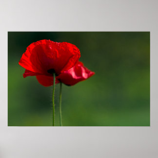 Poster van klaprozen - bloemrijke natuur fotografi