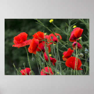 Poster van klaprozen - bloemrijke natuur fotografi