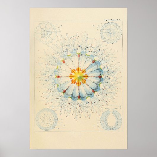  Poster van kwallen (Voorkant)