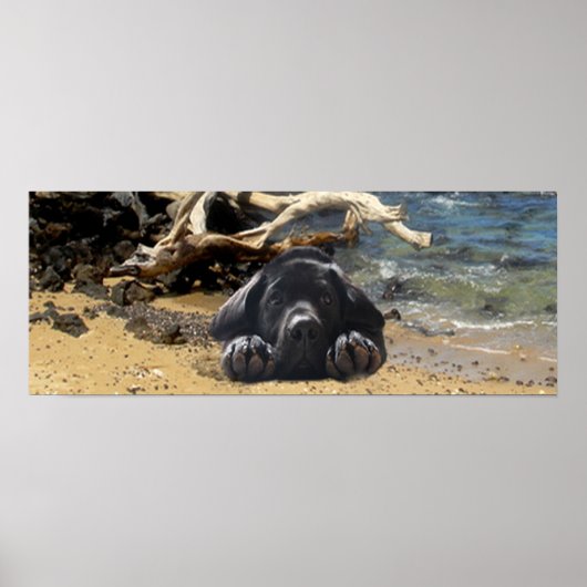 Poster van labrador Retriever (Voorkant)