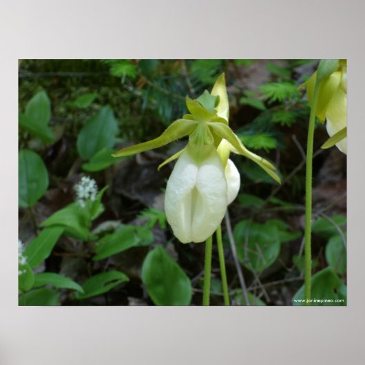 Poster van Lady slipper (Voorkant)