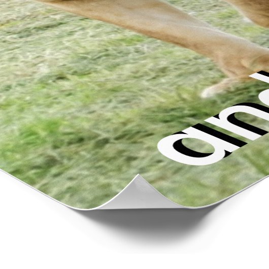 Poster van leeuwen en leeuwen (Hoek)