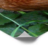 Poster van legende kippen (Hoek)