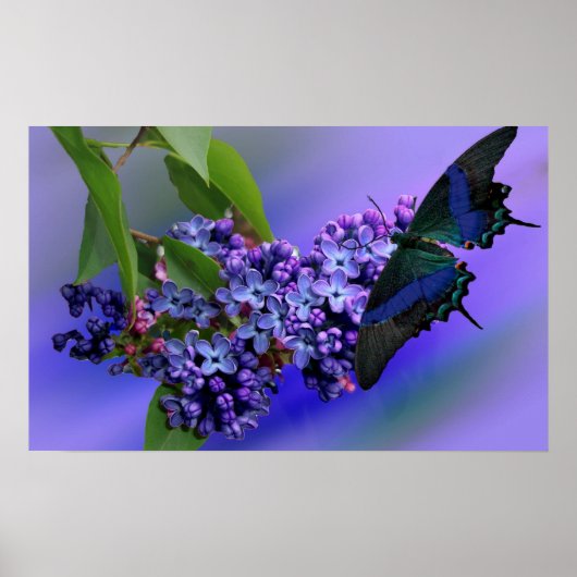 Poster van Lilacs & Butterfly (Voorkant)