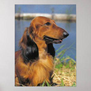 Poster van Longhaire Dachshund